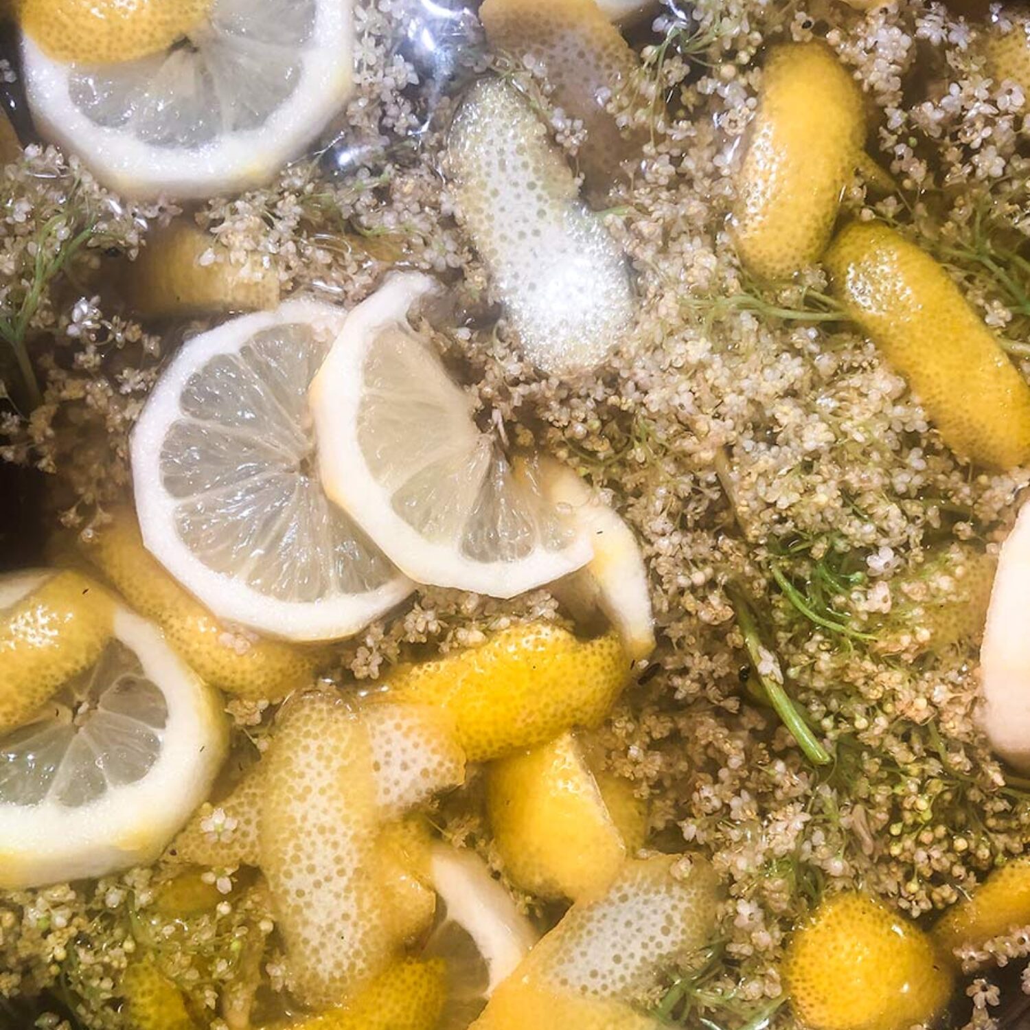 Elderflower, Lemon & Vanilla Cordial